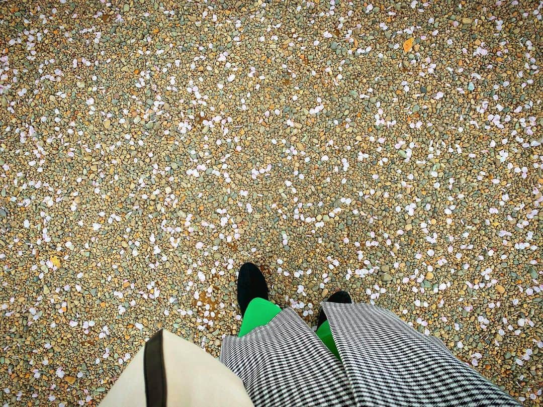 伊瀬茉莉也のインスタグラム：「🌸🌸🌸  また一つ、大切な、心を込めて吹き込んでいた作品が、 無事に最終話を迎えました。  ここ近年、アニメはもちろん、 吹き替えのお仕事がとても、とても面白い。 長年ぶち当たっていた壁をやっと一つ壊せた気がします。 こんなに繊細で、自由で、楽しくて、面白いなんて……！ 過去の私に教えてあげたい。 でも過去の私が一つ一つ、作品に恵まれ、向き合わせて頂いてきたからこその、今なんだな。。  まだまだまだまだだけど 甘んじることなく 挑戦し続けるカッチョイイ先輩たちの背中を 私も追って行きます！！！！」