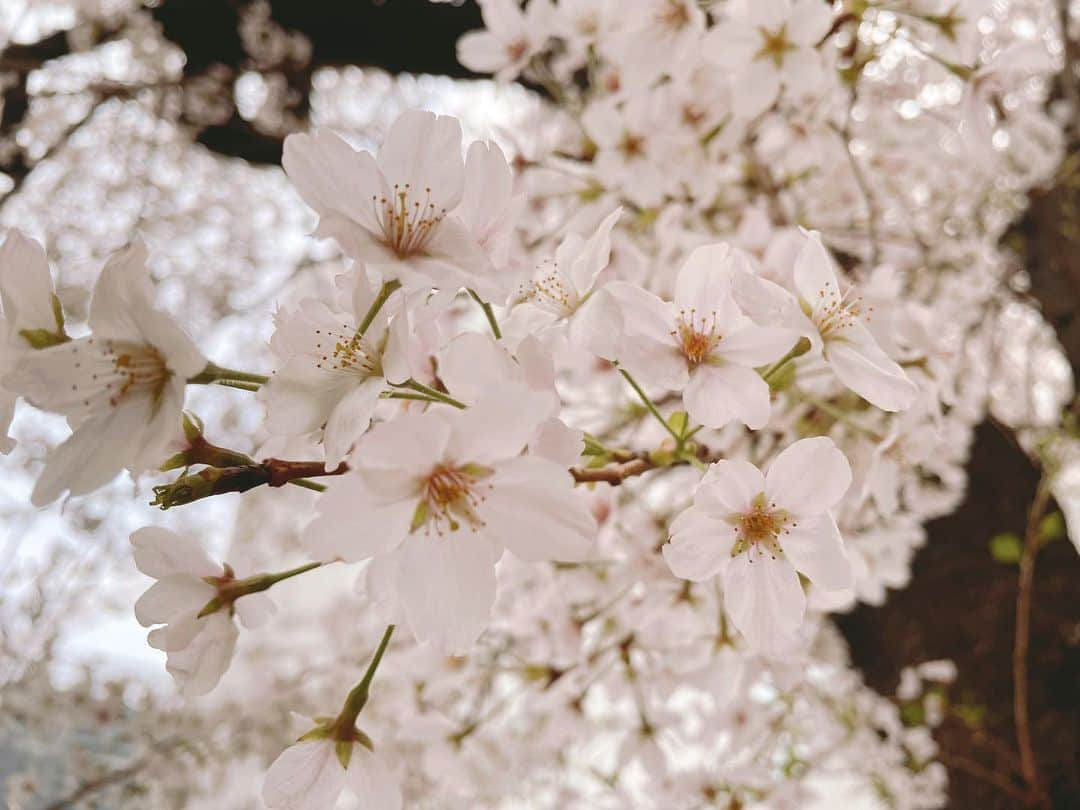 竹達彩奈のインスタグラム：「🌸🌸🌸  仕事終わりに歩いていたら桜並木を発見！ のんびり歩いて満喫しました。 だんだん緑付いてきましたね。 散っていく姿も美しいけれど。」