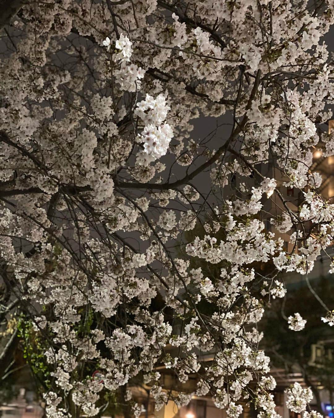 浜田剛史さんのインスタグラム写真 - (浜田剛史Instagram)「雨の前の寒い中に桜が咲いていました。花冷えですな。」4月1日 1時01分 - hamada_tsuyoshi_official