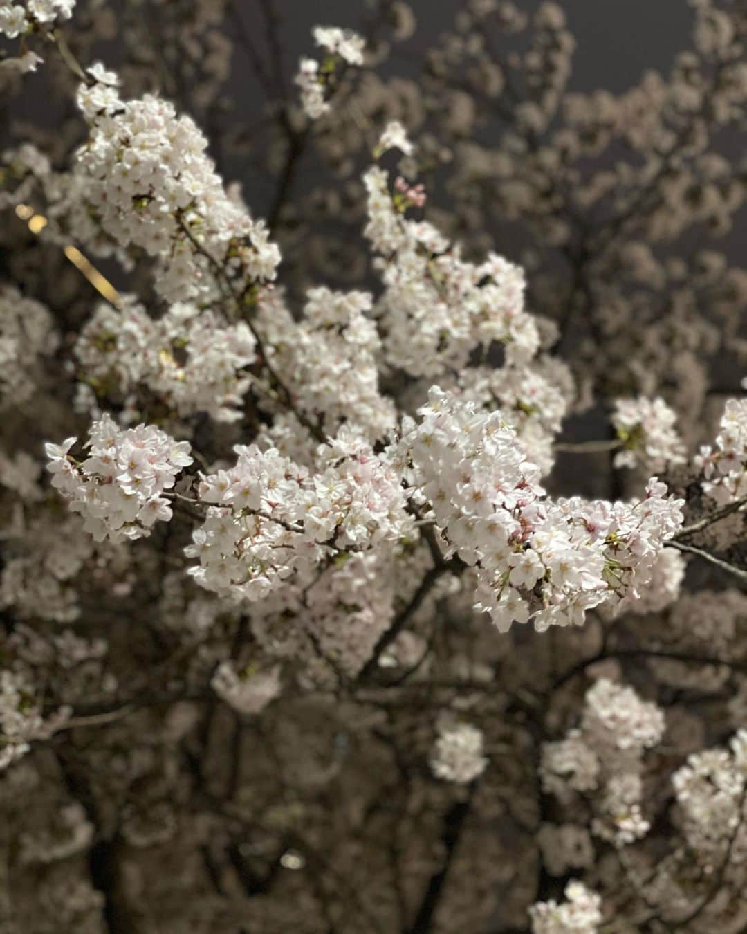 浜田剛史さんのインスタグラム写真 - (浜田剛史Instagram)「雨の前の寒い中に桜が咲いていました。花冷えですな。」4月1日 1時01分 - hamada_tsuyoshi_official