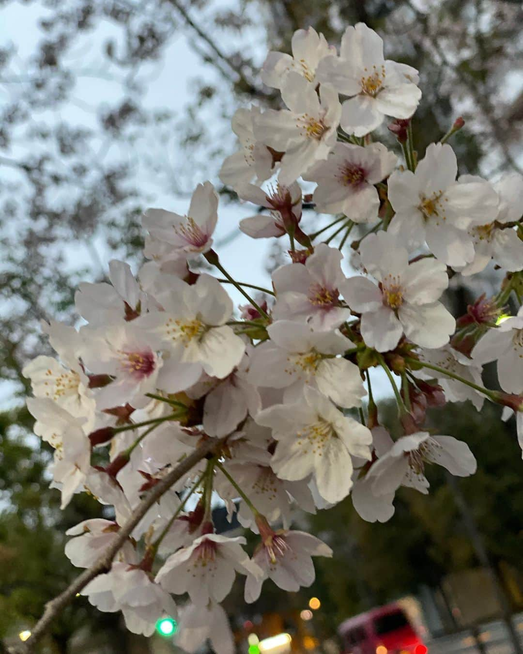 浜田剛史さんのインスタグラム写真 - (浜田剛史Instagram)「雨の前の寒い中に桜が咲いていました。花冷えですな。」4月1日 1時01分 - hamada_tsuyoshi_official