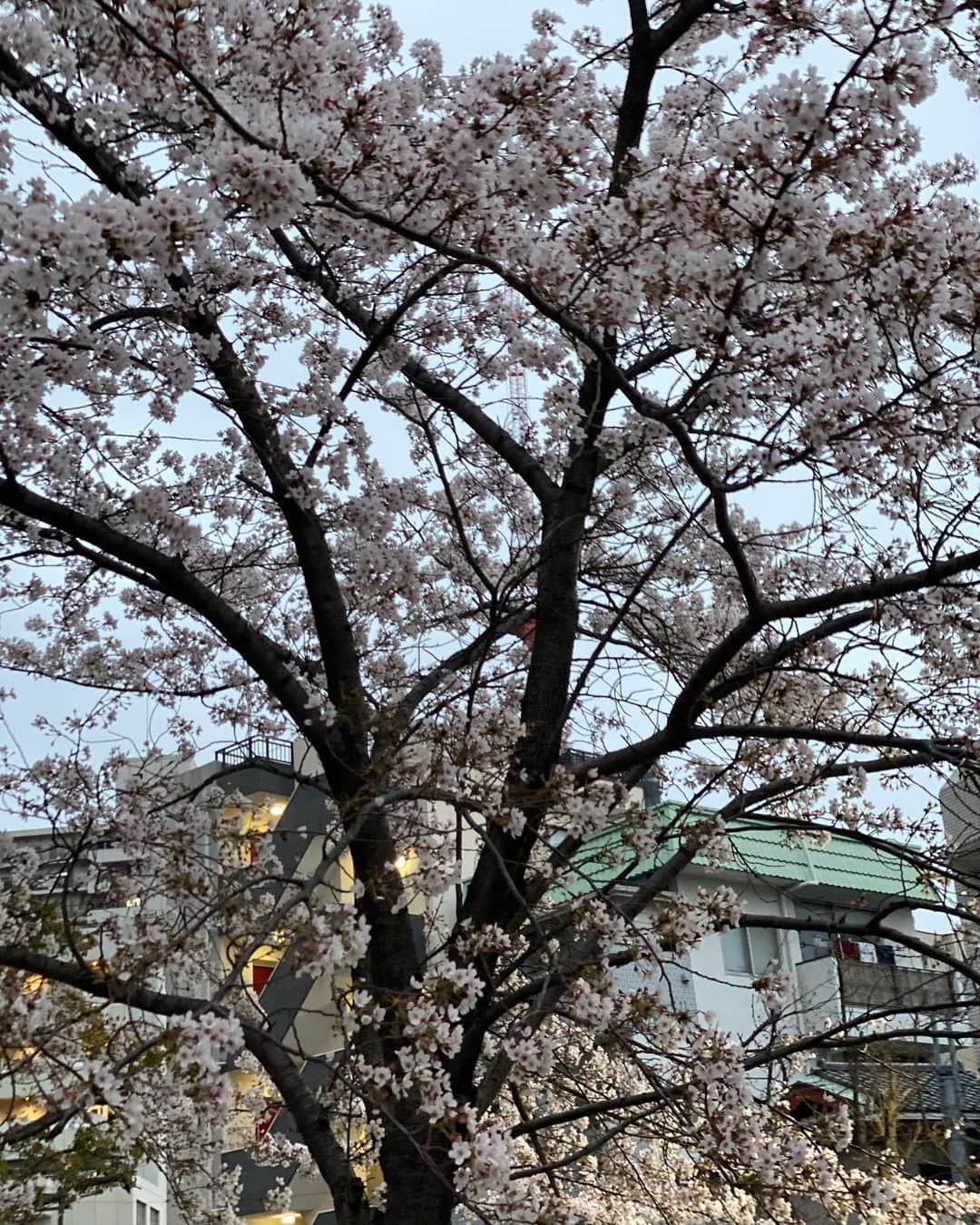 浜田剛史のインスタグラム：「雨の前の寒い中に桜が咲いていました。花冷えですな。」