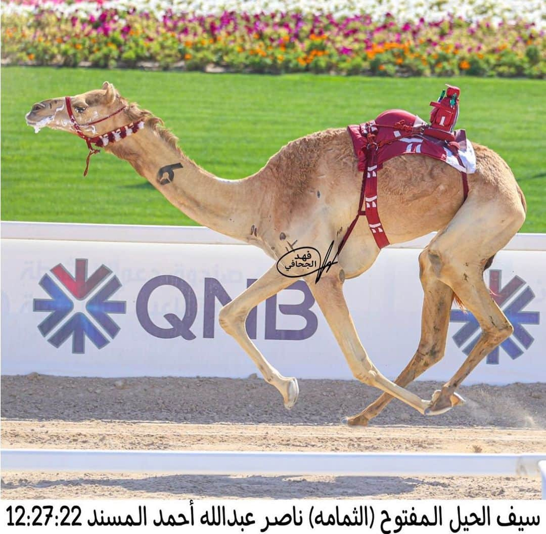 ناصر بن عبدالله المسندさんのインスタグラム写真 - (ناصر بن عبدالله المسندInstagram)「. سيوف سيدي سمو الأمير 2022 تمسي في الدوحه 🗡🗡🇶🇦🇶🇦」4月1日 1時03分 - na