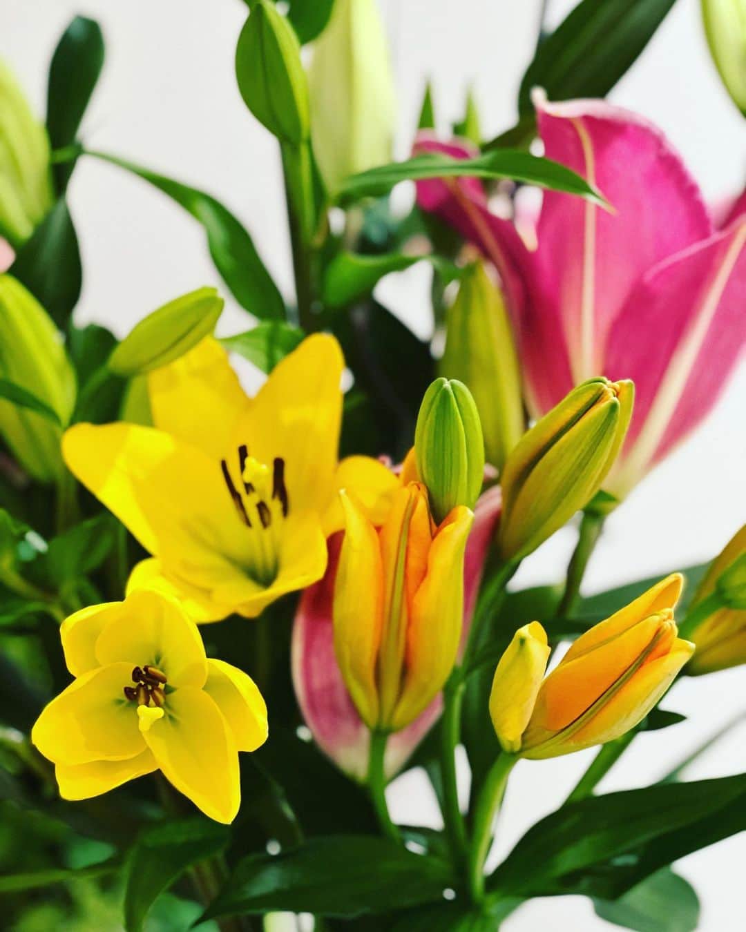 宮城麻里子さんのインスタグラム写真 - (宮城麻里子Instagram)「花束を頂きました。送り主は、なんと❗️ #伊良皆善子 さん✨ 「結婚はいいものよ」と。 私の似てないモノマネを包み込むような 暖かさでした🙇‍♀️ #こんにちは #fine873 #fmokinawa」4月1日 1時24分 - miyagimariko