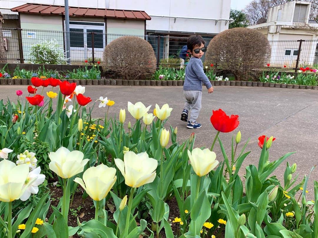 仲川希良のインスタグラム：「ここ数日の息子はチューリップを見かけるたびに立ち止まって 「お母さん、さいたさいた、うたう」 とリクエストしてくるのですが 今日はその全部に応えました ・ 花盛りの散歩道 「たぽぽ」と「ちゅーりっぷぅ」の違いも分かるし 舞い散る桜の花びらが足元に作る模様を見て 「みずたり(水玉)なっててかわいいねぇ」と感想が言えるし ・ うんうん 大きくなったね ・ ・ 「お母さん、シッシする」と "手を繋ぐ"はなぜかいまだに"シッシ"なんだけど ・ 明日から保育園 友達といっぱい手を繋いで きっとすぐに"シッシ"も言わなくなるかな ・ ・ 桜もつといいなぁと願いつつ 窓の外の雨音を聞きながらホロリ涙の夜 ・ 新生活スタートであります ・ ・ #🌷 #がんばれ息子」
