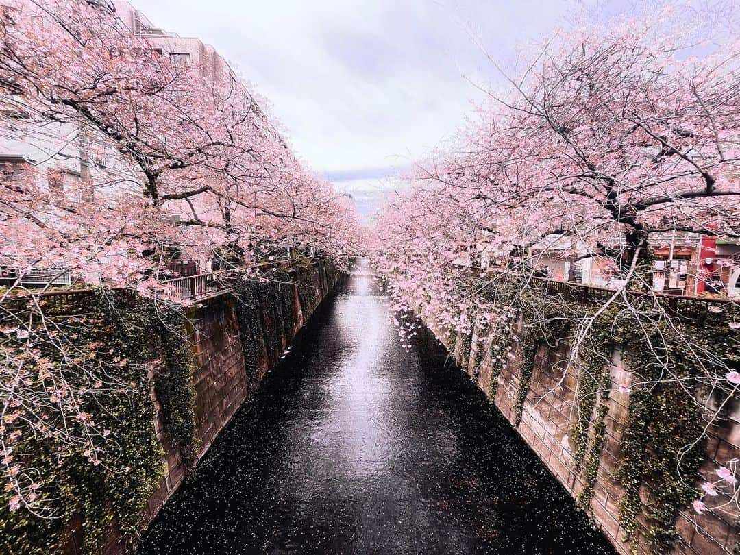 川口レイジのインスタグラム：「This river is flowing with abundant blossoms. It takes them to somewhere.」