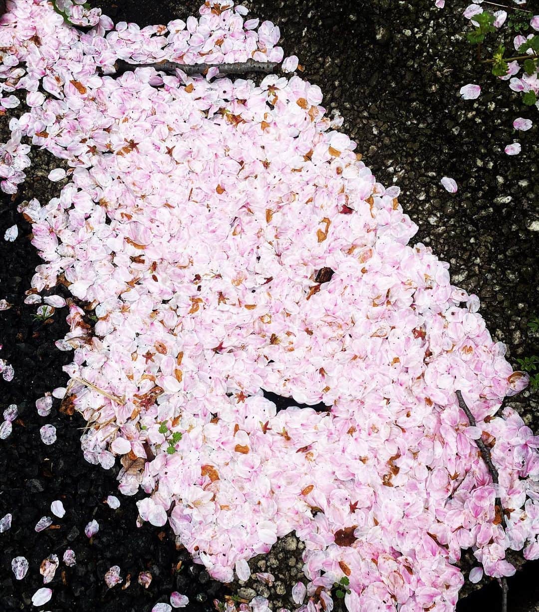 有吉弘行さんのインスタグラム写真 - (有吉弘行Instagram)「集め。」4月1日 13時15分 - ariyoshihiroiki
