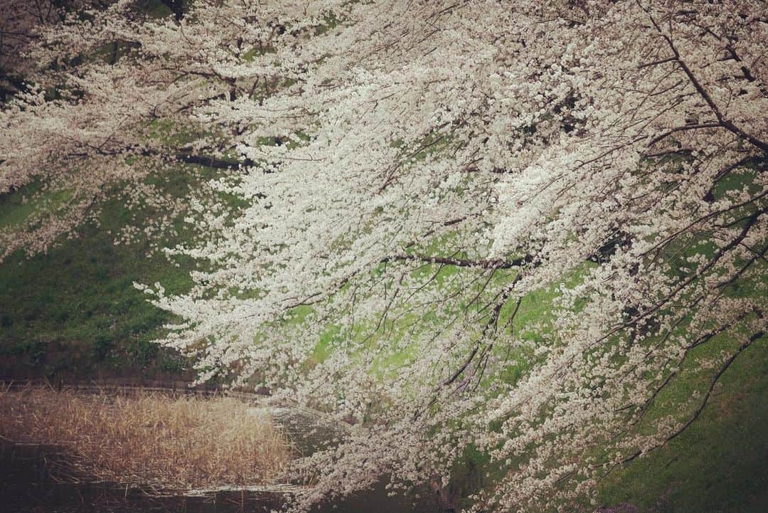 鶴田真由さんのインスタグラム写真 - (鶴田真由Instagram)「あっという間に桜が散り始めていますね✨🌸✨」4月1日 13時33分 - mayutsuruta