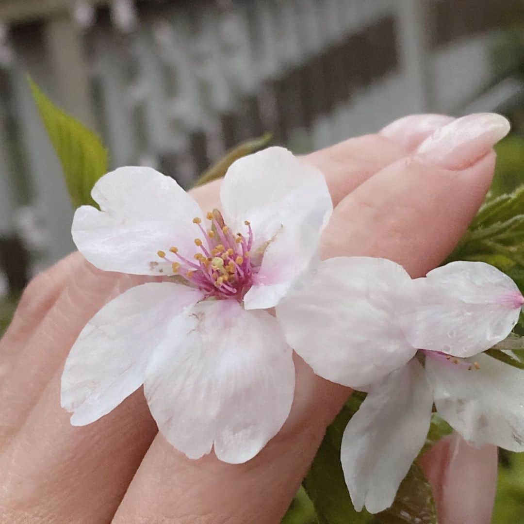 金子エミさんのインスタグラム写真 - (金子エミInstagram)「おはようございます^ ^早朝のお散歩行ってきました。 これが桜の花🌸✨ひとつ よーく見ると、おしべとめしべ こんなにも一つ一つがちゃーんと出来てる🌸✨ 命ってすごいなぁ🌸✨  今日の東京は小雨で寒いです。 皆さんもお身体冷やさぬように〜 １日元気に頑張りましょう♪」4月1日 6時20分 - emikaneko1114