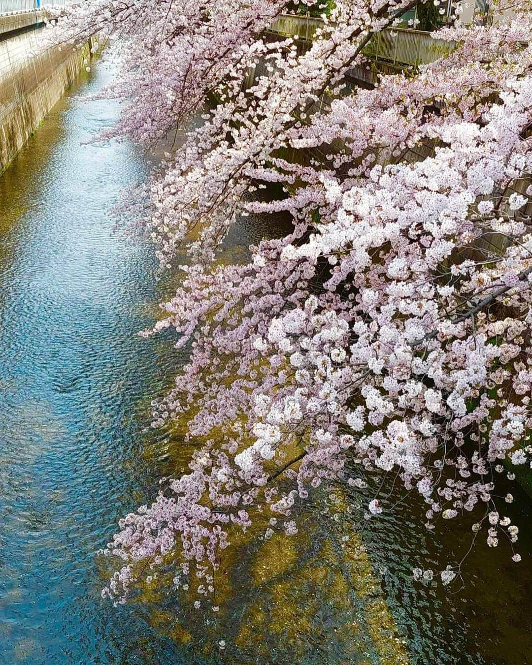 渋谷恭子さんのインスタグラム写真 - (渋谷恭子Instagram)「桜🌸の儚げな美しさがたまらなく好き❤️  #桜 #川沿い #川沿いの桜 #川 #春 #春の花」4月1日 7時09分 - kyoko.86