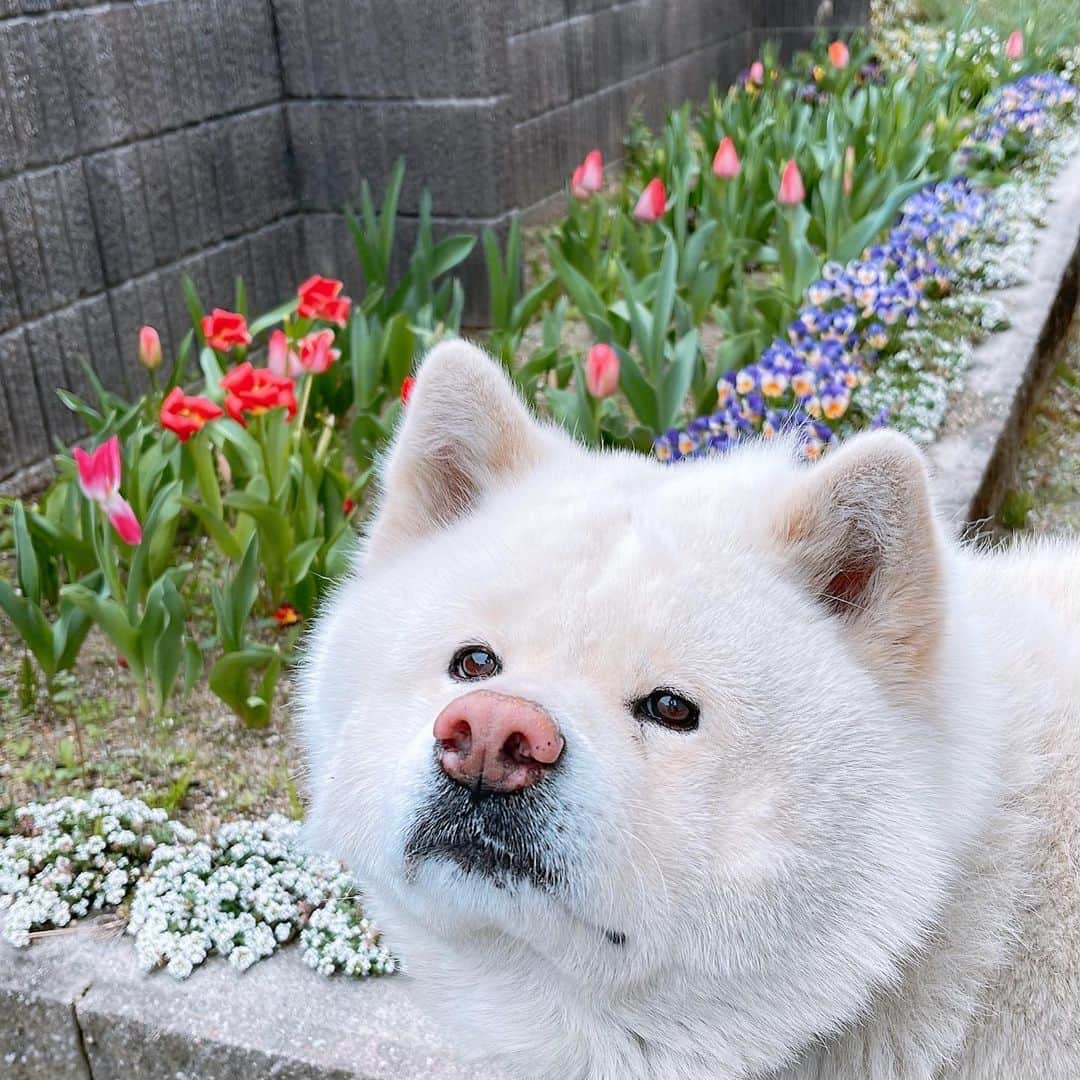 のインスタグラム：「#おはようございます#朝食#モーニング #goodmorning #breakfast  #akitainu #dogsofinstagram  #秋田犬#秋田犬マグ#おはようマグ #今朝のマグ #チューリップ #温野菜 #カフェオレ#珈琲 #水谷雅子#水谷雅子beautybook50の私 #水谷雅子の美容の秘訣シリーズ  名古屋16℃☁️ おはようございます。 今朝は曇り空で肌寒いです。🍃 また寒の戻りです。 しばらく寒さが続くようです。 体調管理には気をつけてくださいね。 チューリップは順番に咲き始めましたよ。 手前は散りそうですけど。 マグとチューリップ撮影🐶🌷📸 今日も頑張って行ってらっしゃい❤️」