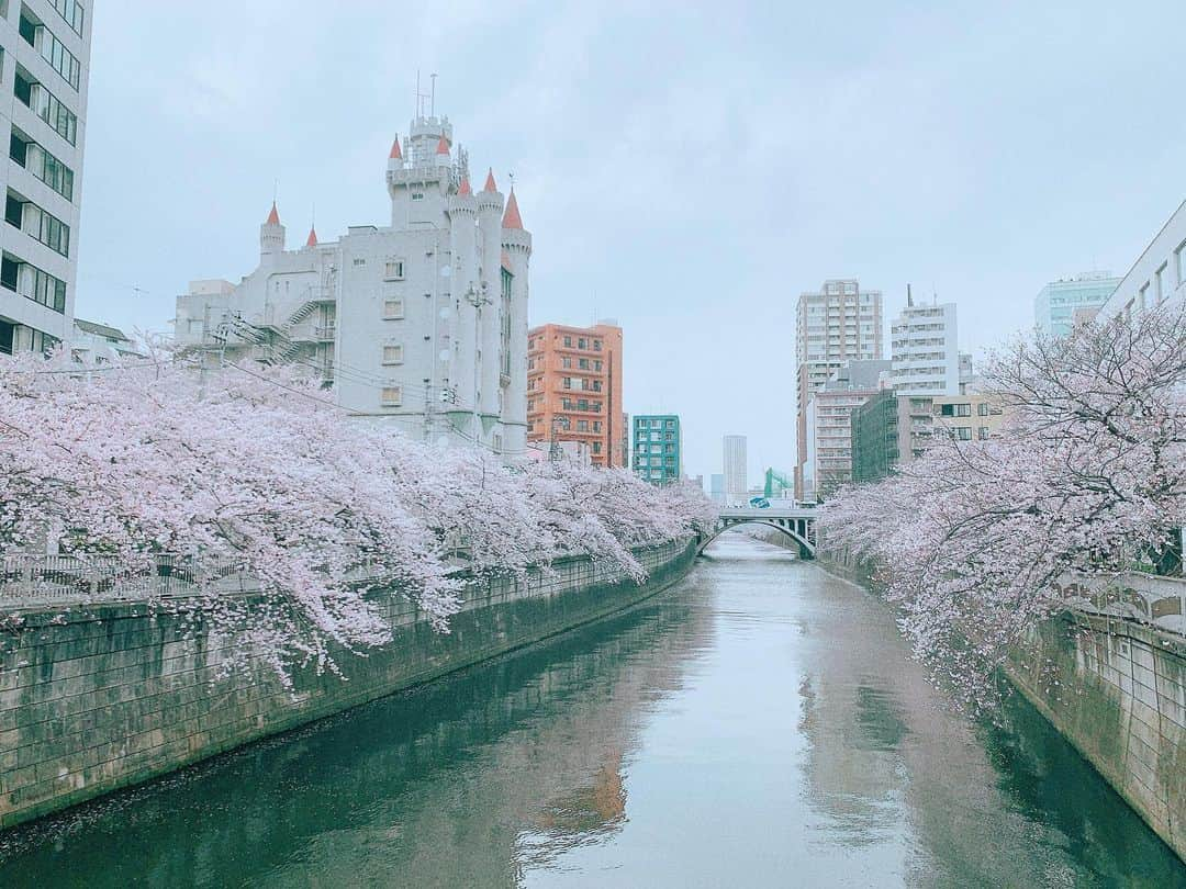 安田美沙子さんのインスタグラム写真 - (安田美沙子Instagram)「おはよう🌸  目黒川を、仲良しカメラマンさんと長男と歩いた✨  満開のさくら🌸 やっぱり目黒川は毎年この景色を見ないときがすまない。  日本って四季があって、いいなぁ。。。  今日から4月！春をめいいっぱい楽しむぞ✨✨✨  すてきな写真をありがと🤍  #spring #cherryblossom  #japan #sakura #meguroriver  #boy #mama #thanks @akekuro10」4月1日 8時15分 - yasuda_misako