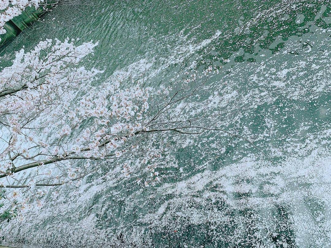 安田美沙子さんのインスタグラム写真 - (安田美沙子Instagram)「おはよう🌸  目黒川を、仲良しカメラマンさんと長男と歩いた✨  満開のさくら🌸 やっぱり目黒川は毎年この景色を見ないときがすまない。  日本って四季があって、いいなぁ。。。  今日から4月！春をめいいっぱい楽しむぞ✨✨✨  すてきな写真をありがと🤍  #spring #cherryblossom  #japan #sakura #meguroriver  #boy #mama #thanks @akekuro10」4月1日 8時15分 - yasuda_misako
