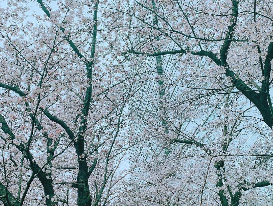 安田美沙子さんのインスタグラム写真 - (安田美沙子Instagram)「おはよう🌸  目黒川を、仲良しカメラマンさんと長男と歩いた✨  満開のさくら🌸 やっぱり目黒川は毎年この景色を見ないときがすまない。  日本って四季があって、いいなぁ。。。  今日から4月！春をめいいっぱい楽しむぞ✨✨✨  すてきな写真をありがと🤍  #spring #cherryblossom  #japan #sakura #meguroriver  #boy #mama #thanks @akekuro10」4月1日 8時15分 - yasuda_misako