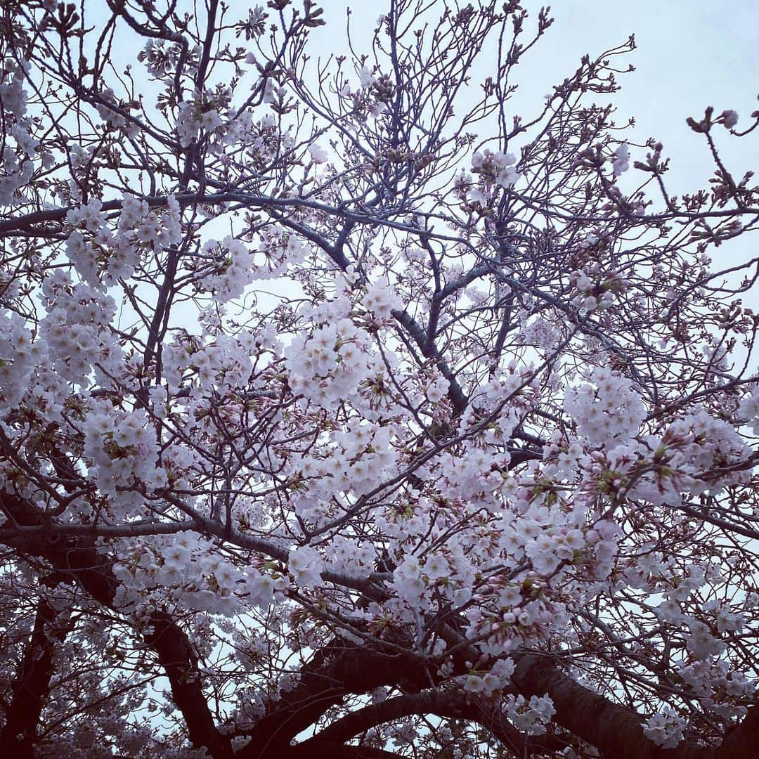 松川浩子さんのインスタグラム写真 - (松川浩子Instagram)「新年度ですね。  関西の桜は　 それに合わせたかのように満開🌸 なんだかウキウキしてきます。  まだまだいろんなことに制限は あるかもしれませんが 一歩ずつ前に進んでる  そう思うと 足取りは軽くなれそうです。　 1日1日を大切に 今を生きていけたらなぁ。  平和と平穏を願って。  #桜 #はる #新年度スタート #新しいことを始めよう #毎日が笑顔で溢れてる」4月1日 9時55分 - hiroko_matsukawambs