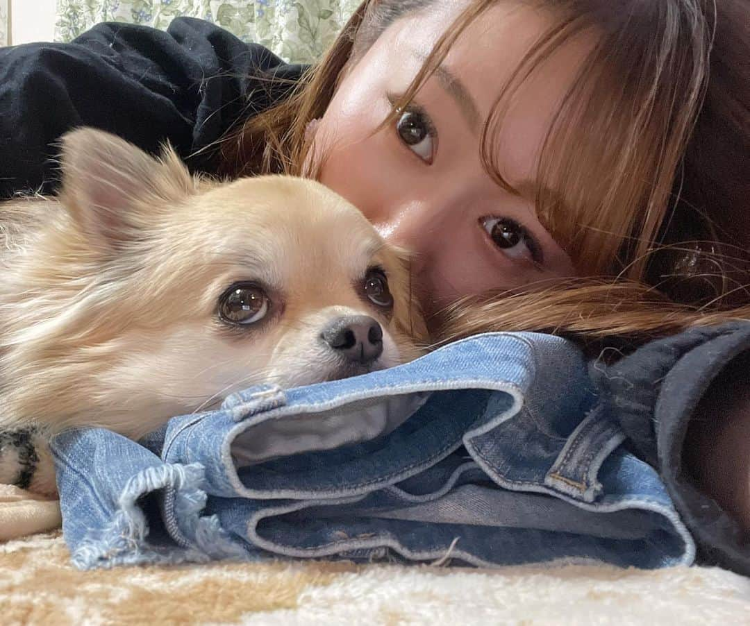 栗原里奈さんのインスタグラム写真 - (栗原里奈Instagram)「出張の時はしらさん🐈を実家でみてもらっています。 送り迎えの際、数泊することも多いんですが！！ 🐶たちに会えるのも嬉しみ楽しみの一つなのです💓  新年度ですね〜〜🌸  今日は実家から通勤です〜🚃  #きなこ #脱ぎ捨てられたGパン👖 #枕にする#チワワ #実家 #犬も猫も好き  #新年度」4月1日 12時31分 - rina__kurihara