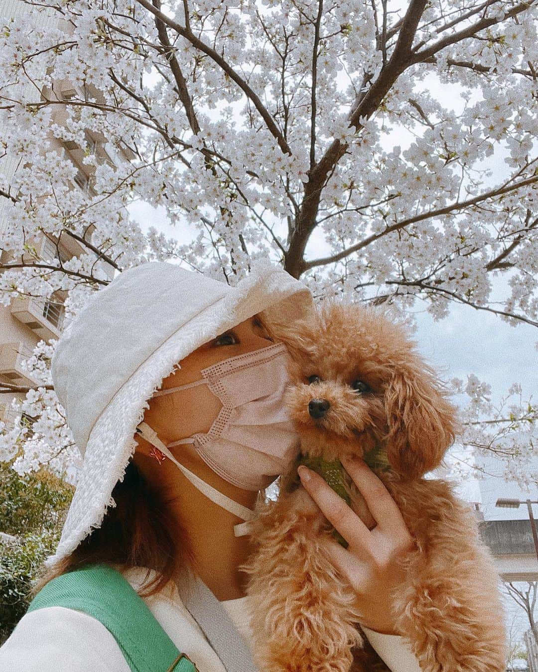のインスタグラム：「ラヴ様初めての桜🌸 2人でお散歩🐶🤍」