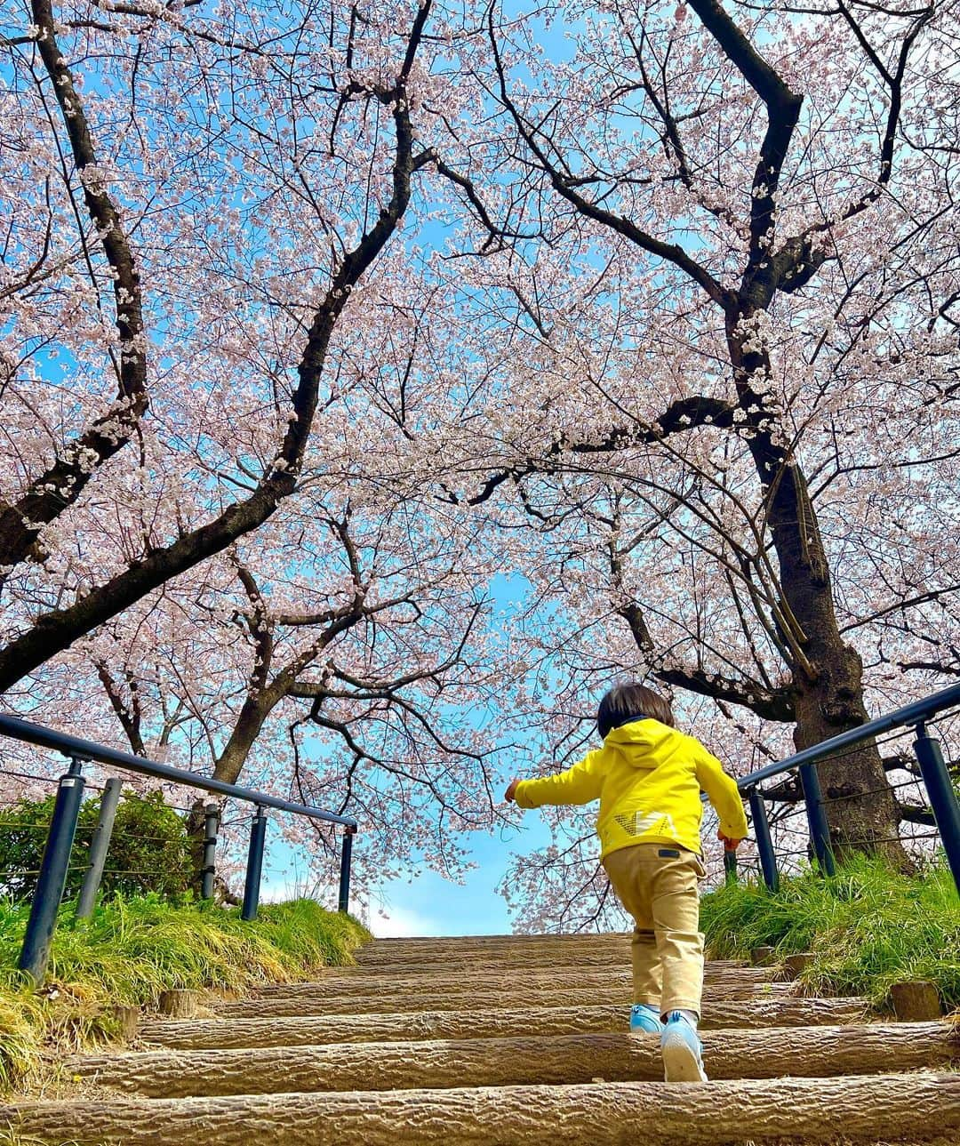 宮崎瑠依さんのインスタグラム写真 - (宮崎瑠依Instagram)「4月🌸新年度の始まりですね。 新しい環境になる方も多いかもしれません。ドキドキ ワクワク ソワソワしてるかな😊  ふと目線を上げると桜が綺麗で、すっと姿勢が伸び 笑顔になれるはず🌸皆さんにとって良いスタートになることを応援しています✨  私自身 特別な変化はないけれど、今日からまた新しい気持ちで頑張ろうと、今朝 気合いを入れました😊w  でもそんな張り切らず、毎日 小さな幸せを大切にしながら過ごしたいな。感謝の気持ちを忘れず、子育てと仕事を楽しみながら頑張ります✨  #今年度もよろしくお願いします」4月1日 12時28分 - ruimiyazaki