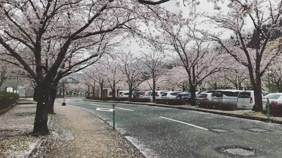 takegaeruのインスタグラム：「2018年撮影🌸 #桜」