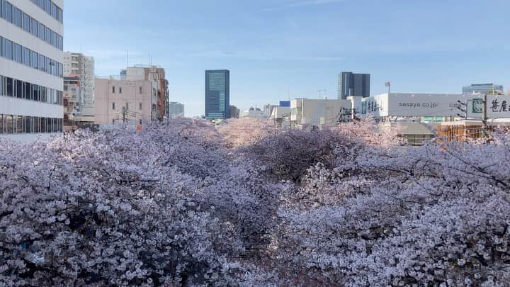 のインスタグラム：「中目黒駅のホームから目黒川を見ると、桜の花びらがこっちに向かって飛んでくる。きれいだなあ……いや、寒いっ！」