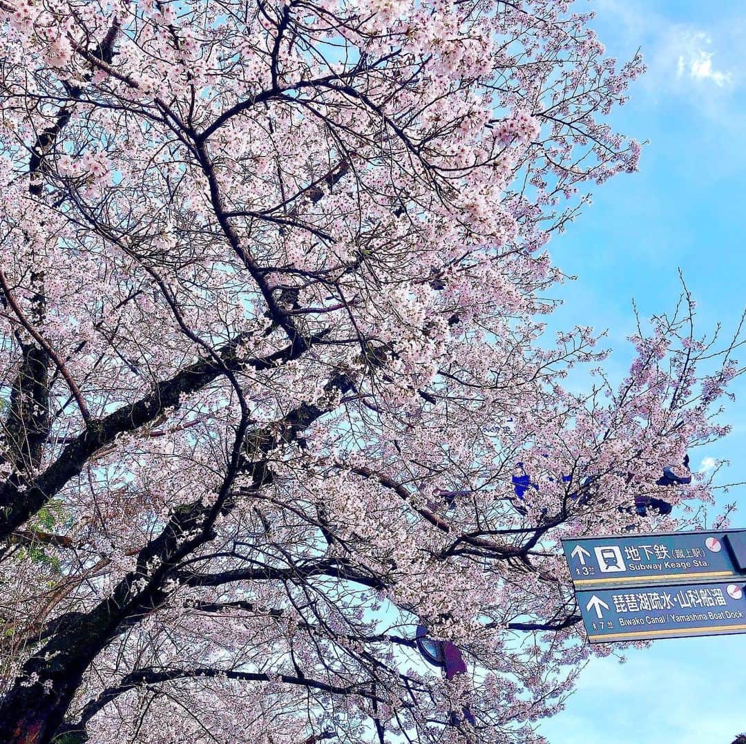 たっつーのインスタグラム：「桜 @京都 3人ほどファンの方に声をかけていただいて、もっと頑張らんとなとなった春の1日。ありがとうございます😌」