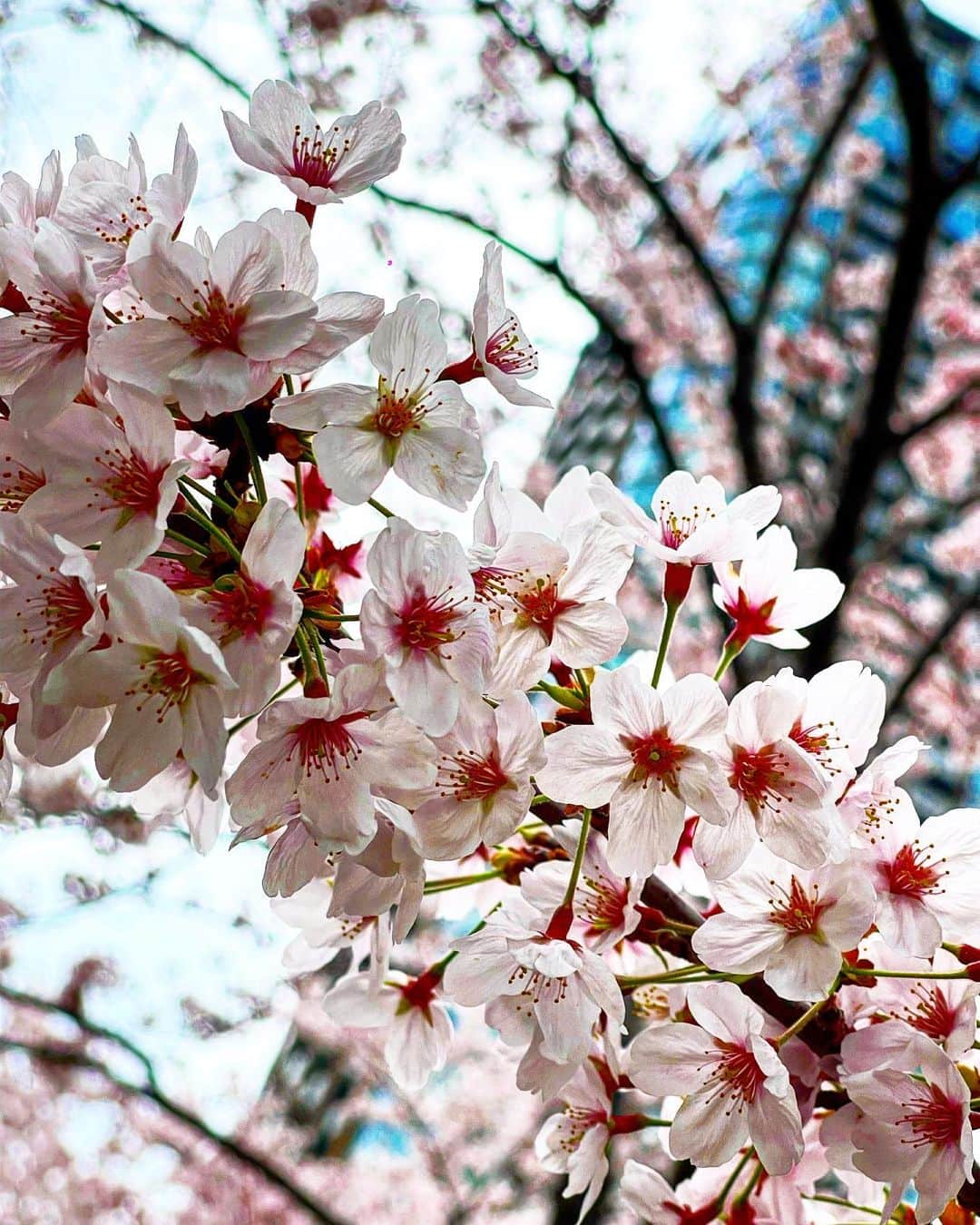 黒木啓司のインスタグラム：「#4月1日 #新年度 #桜」