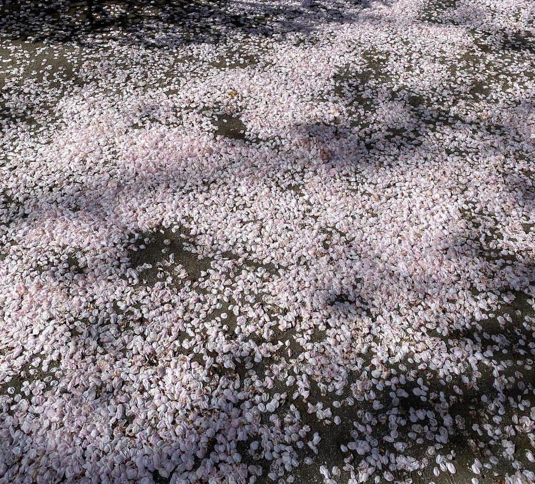 小川永子さんのインスタグラム写真 - (小川永子Instagram)「肉じゃがコロッケです🍴✨ ざっくりみじん切りの炒め玉ねぎに、#おうち吉野家　を入れるだけという、めちゃくちゃシンプルなレシピ。激ウマです！！  デザートは、いただきものの#紅白いちご　をいただきました🍓 こんなに大きなサイズの #淡雪　は初めて🤩  都内の桜は、今日で見納めかな🌸  でも、今年はタケノコも遅いようですし、春の楽しみはまだまだいっぱいですね😁  #コロッケ #コロ助 #家庭の味  #モニター #お肉ゴロゴロで美味しかった  #アナウンサー」4月1日 16時12分 - hisak03