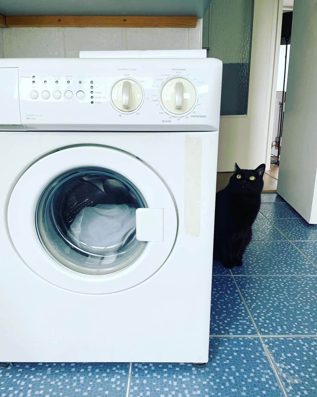 猫沢エミさんのインスタグラム写真 - (猫沢エミInstagram)「我が家の洗濯機はすこし小さめ。だから、こまめに回すようにしている。ところで、こっちのマシンは洗い方が日本のに比べて激しい印象。それでシーツや汚れ物以外はデリケートモードで洗ってちょうどいい（私感触）。しかし、いくらセーターモードがあっても、さすがにマシンにかけるのはちと怖いから、キュヴェット（洗面器）を買ってきて手洗いに。（ちなみに洗面台は水を溜めることができないタイプゆえ）。  カシミアのセーター専用洗剤は @humoresque.humoresque の〝hug〟を日本から持ってきた。これより優れた洗剤はないだろうと踏んで。  息子たちがわらわらと集う傍らで、母は粛々とお洗濯。  ささやかな日常の家事に、あらためて習慣の違いや面白さを見つける毎日。  #猫沢家の猫兄弟　#ピガ兄　#ユピ坊　#猫パリ　#猫沢エミのインターナショナル五十路ライフシフト  #猫沢エミリーパリへ行く　#ちなみにmodkat の竪穴トイレはふたりに大好評🚽🙌✨」4月1日 16時45分 - necozawaemi