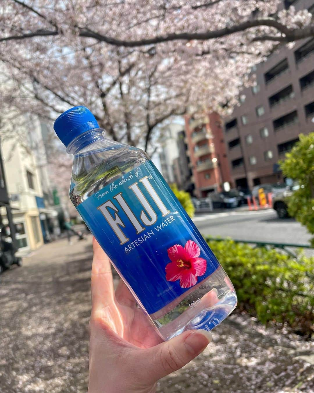 斎藤めぐみさんのインスタグラム写真 - (斎藤めぐみInstagram)「FIJI Water片手に散歩🐶🌸 クセがなくて飲みやすいし シリカが豊富に含まれてるから 美容にももってこい🌿  デトックス中もたくさんお世話になりました😊ボトルもかわいいよね💗  #fijiwater #フィジーウォーター #シリカ#水分補給」4月1日 16時49分 - meeegumii