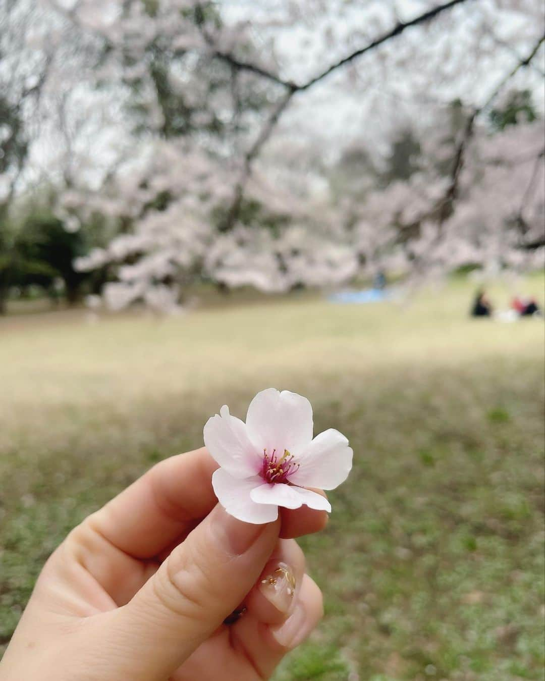 安めぐみのインスタグラム