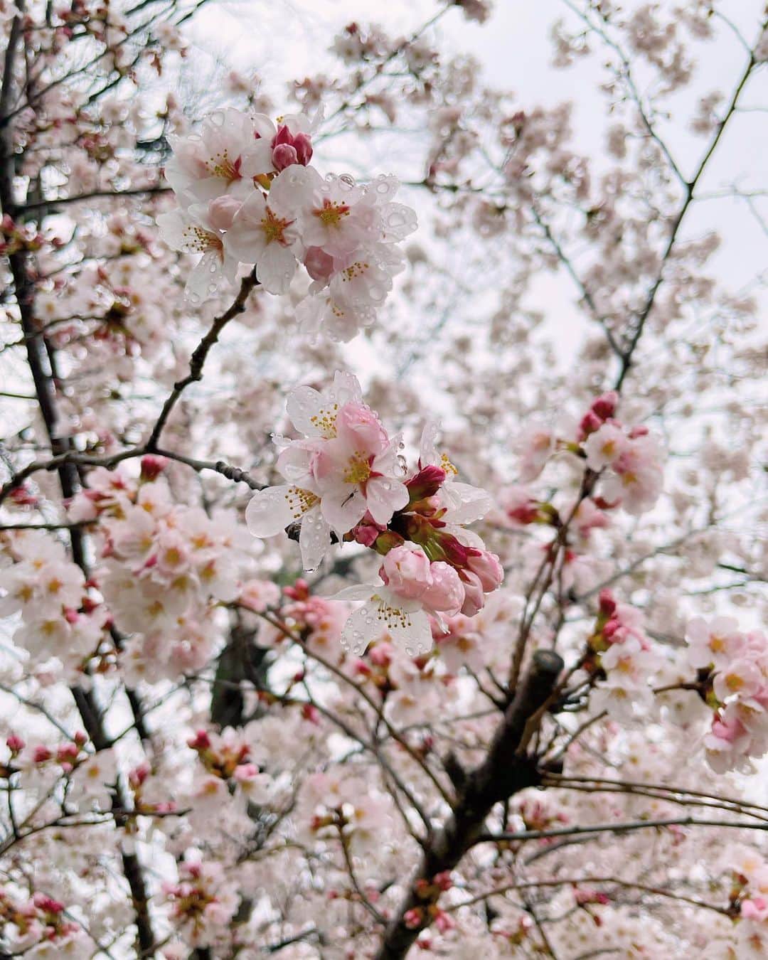 福本愛菜さんのインスタグラム写真 - (福本愛菜Instagram)「4月こんにちは🙌💕  ロケの合間に見れた〜🌸✨  #4月 #こんにちは #春 #桜 #めっちゃ #綺麗 #満開 #🌸」4月1日 17時51分 - aina_fukumoto