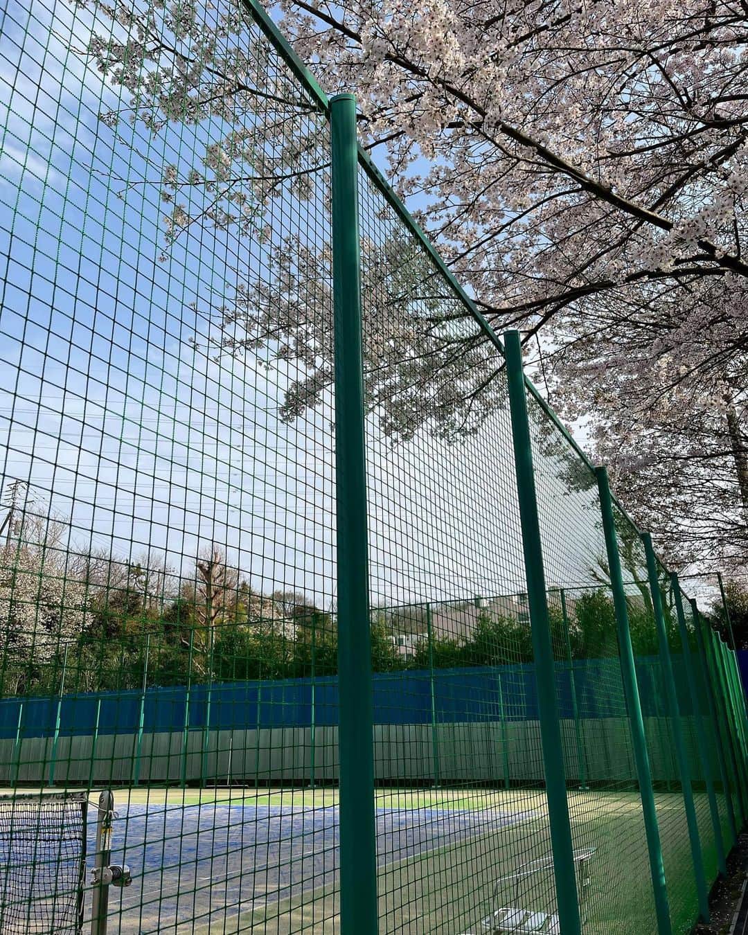 のインスタグラム：「パームの🌸桜🌸 こんな中でテニスができる幸せ💕  今週いっぱいかなぁ🥺 儚い、、、  お近くにお住まいの方😊是非遊びに来てください🤗」