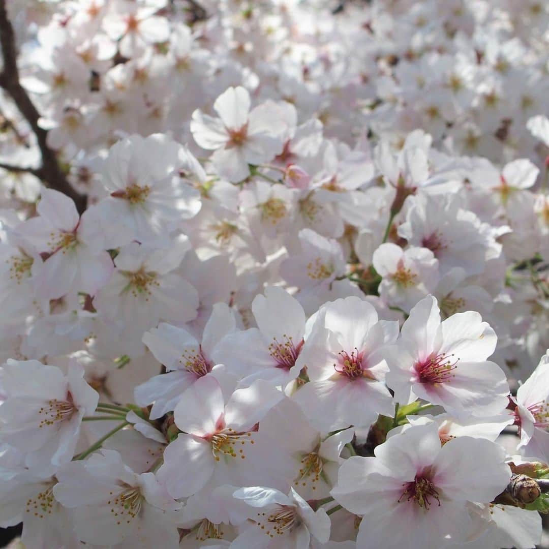 Gekkeikan Sake Officialのインスタグラム：「Cherry blossoms are in full bloom.  . #cherryblossom #cherryblossoms #cherry #cherries #sakura #flower #florals #flowers #spring #bloom #blossom #bloomingseason #gekkeikan #gekkeikansake #japan #kyoto #fushimi #桜 #月桂冠 #月桂冠大倉記念館 #京都 #伏見 #伏見十石舟 #十石舟」
