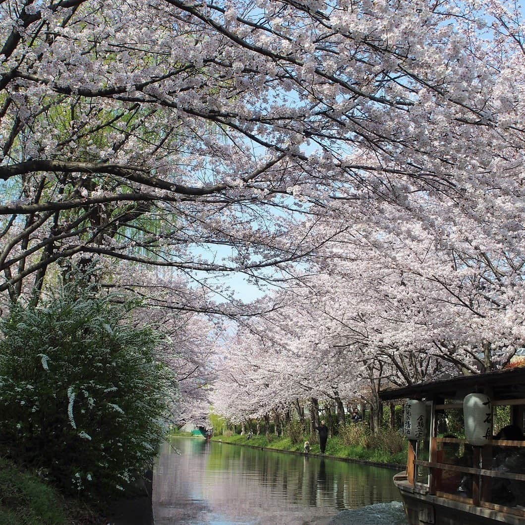 Gekkeikan Sake Officialのインスタグラム：「Jikkokubune boats plying the Horikawa River are available for sightseeing from spring to autumn. Tourists can enjoy the historical landscapes of breweries and inns, rows of willow and cherry blossom trees, and other seasonal natural views along the waterfront. . #cherryblossom #cherryblossoms #cherry #cherries #sakura #flower #florals #flowers #spring #bloom #blossom #bloomingseason #gekkeikan #gekkeikansake #japan #kyoto #fushimi #桜 #月桂冠 #月桂冠大倉記念館 #京都 #伏見 #伏見十石舟 #十石舟」