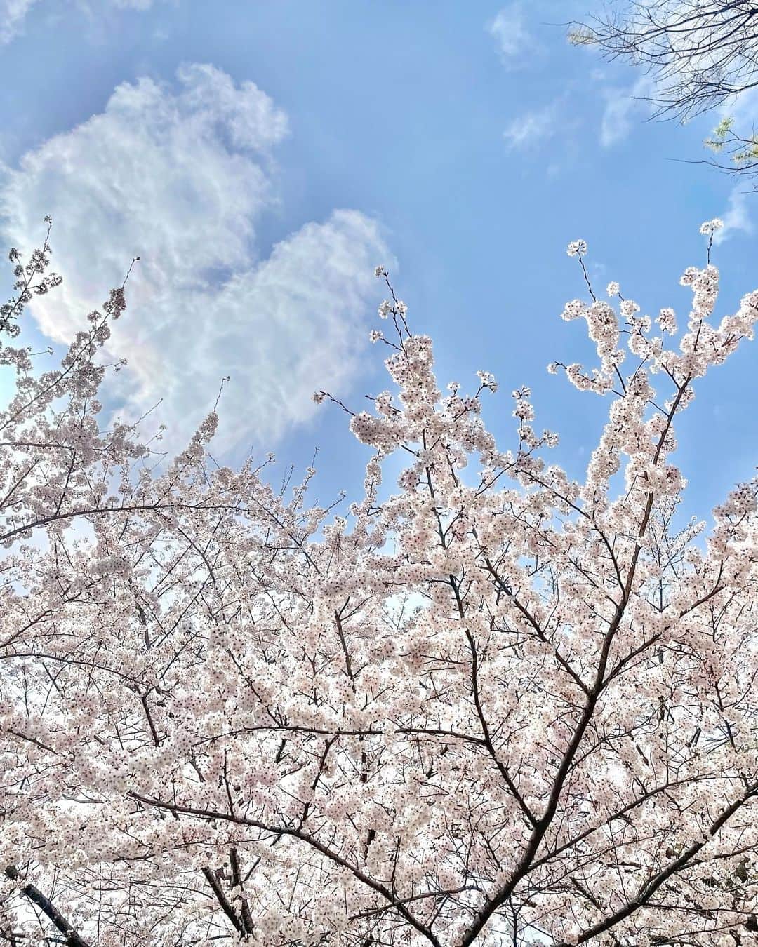 本間智恵さんのインスタグラム写真 - (本間智恵Instagram)「⁡ 東京はこの週末で見納めですかねぇ ⁡ #桜 #🌸 #helloapril #嘘をつく予定なし」4月1日 18時10分 - chiehonma