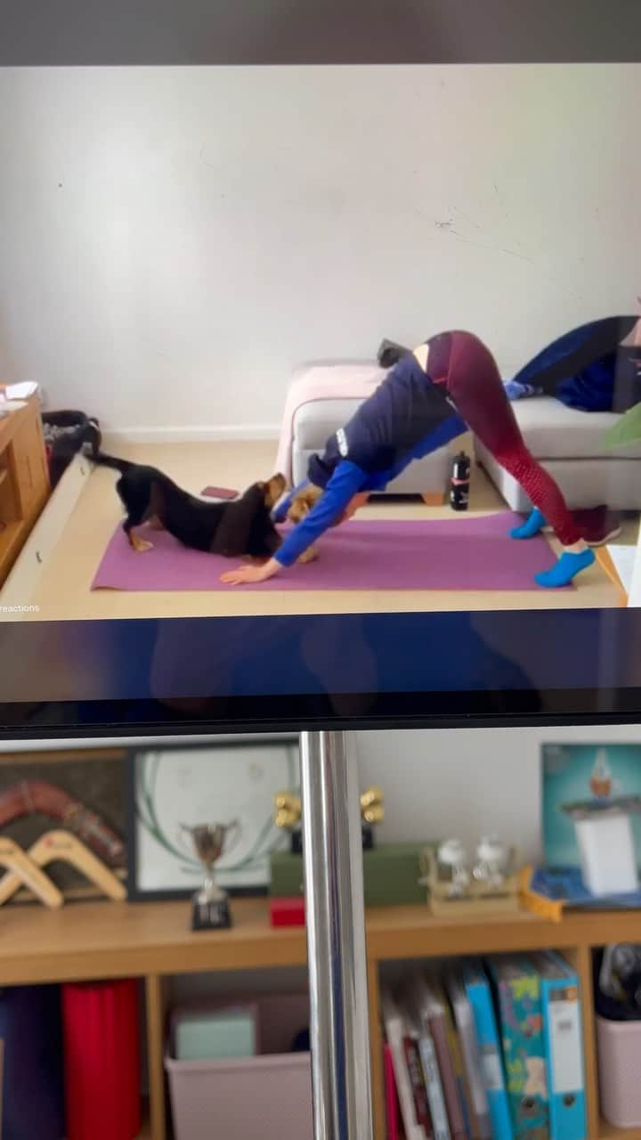 ハンナ・ミレイのインスタグラム：「Interrupted Friday flow with synchronised downward dogs 😂 do you have an exercise partner?  #poppypilates #downwarddog #fridayflow #feelgoodfriday #movewelltofeelwell #bloopers #spaniel #spanielsofinstagram #exercise #itsthelittlethings #matwork #happiness #happydog」