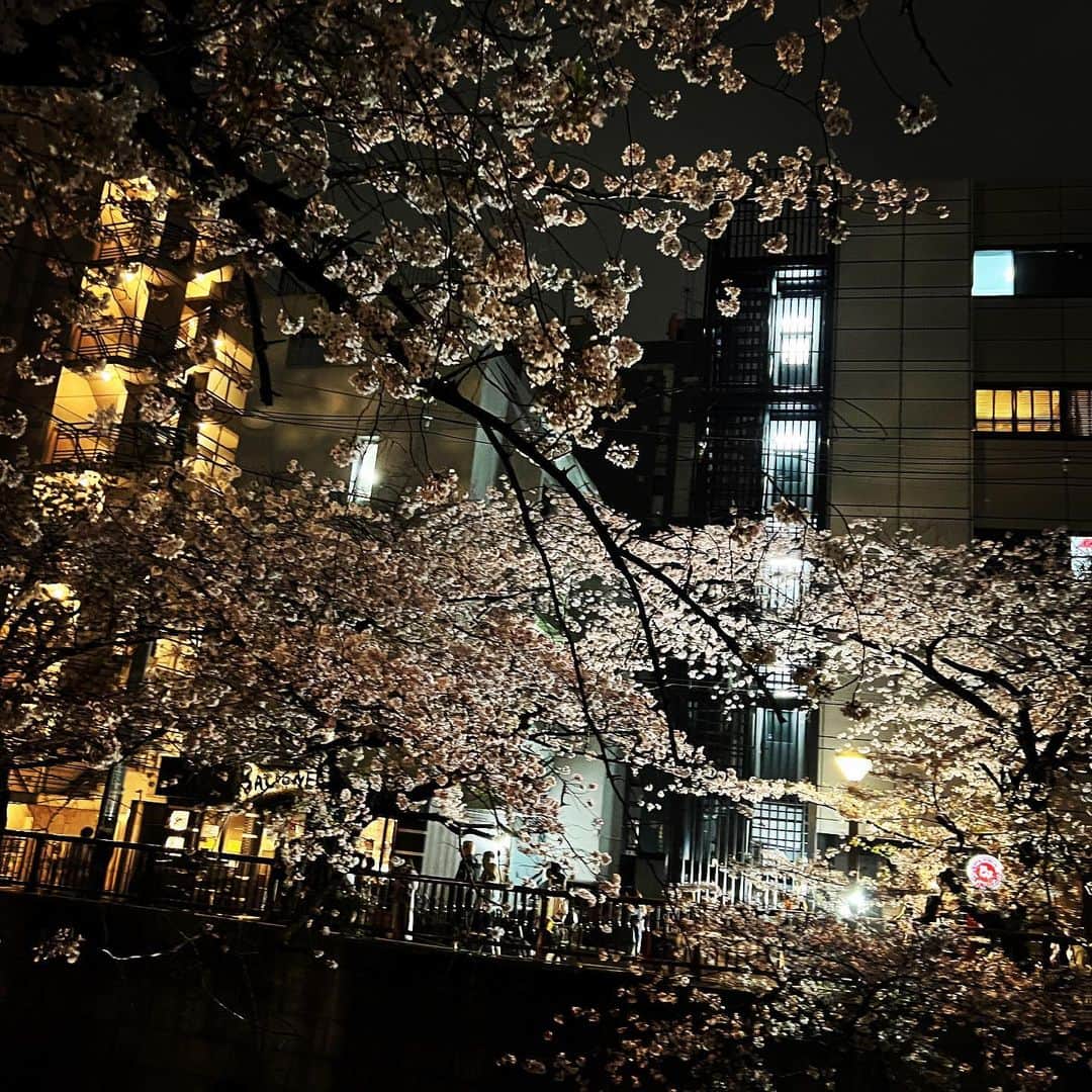 杉山亮司さんのインスタグラム写真 - (杉山亮司Instagram)「夜桜がいっちゃんいい🌸」4月1日 18時24分 - ryoji_sugiyama_official