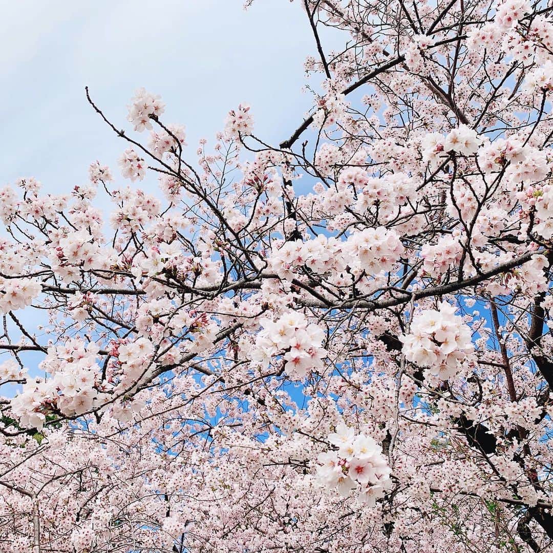 浦口史帆さんのインスタグラム写真 - (浦口史帆Instagram)「4月1日🌱 #鶴舞公園 では、それぞれの始まりの春を応援するかのように満開の桜が咲き誇っていました🌸✨  学生の頃から、何度もこの鶴舞の桜に癒されて励まされてきたなあ〜☺️🤍  新生活がスタートする皆さんに幸あれ📣🍀✨  #新年度　#鶴舞公園お花見 #満開 #桜と飛行機雲 #🌸 #✈️」4月1日 18時26分 - uraguchi_shiho