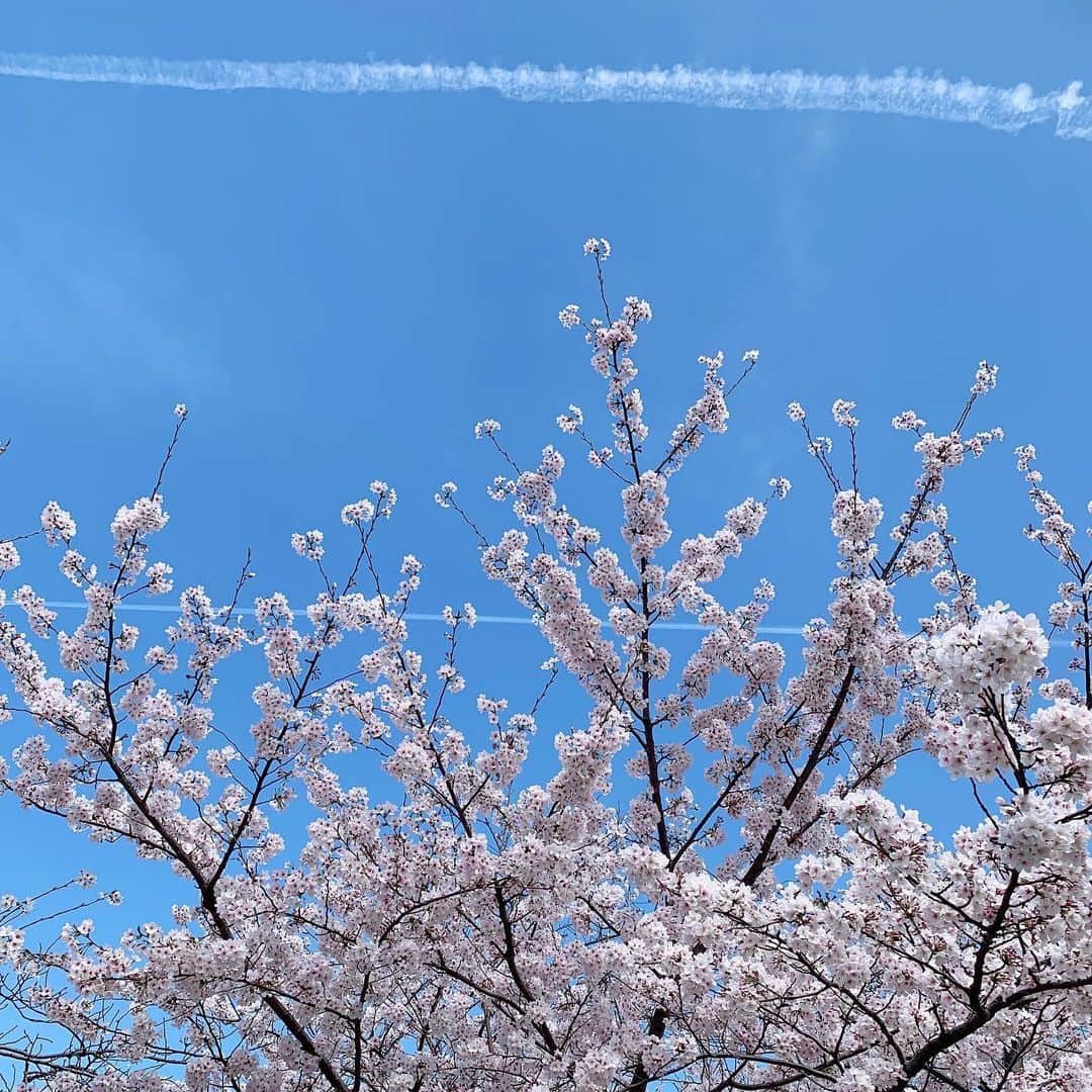 浦口史帆さんのインスタグラム写真 - (浦口史帆Instagram)「4月1日🌱 #鶴舞公園 では、それぞれの始まりの春を応援するかのように満開の桜が咲き誇っていました🌸✨  学生の頃から、何度もこの鶴舞の桜に癒されて励まされてきたなあ〜☺️🤍  新生活がスタートする皆さんに幸あれ📣🍀✨  #新年度　#鶴舞公園お花見 #満開 #桜と飛行機雲 #🌸 #✈️」4月1日 18時26分 - uraguchi_shiho