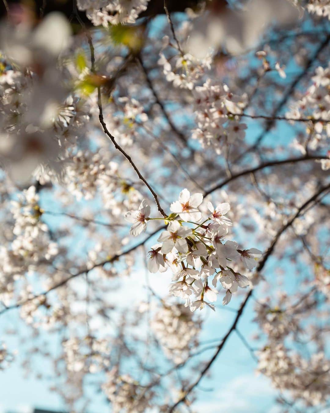 真子心太朗さんのインスタグラム写真 - (真子心太朗Instagram)「春だね🌸#helloapril  ・ ・ ・ ・ ・ #hellospring #cherryblossom #japan #japaneseculture #fitnessmotivation  #流鉄 #日本 #桜」4月1日 18時37分 - shintaro_manago105