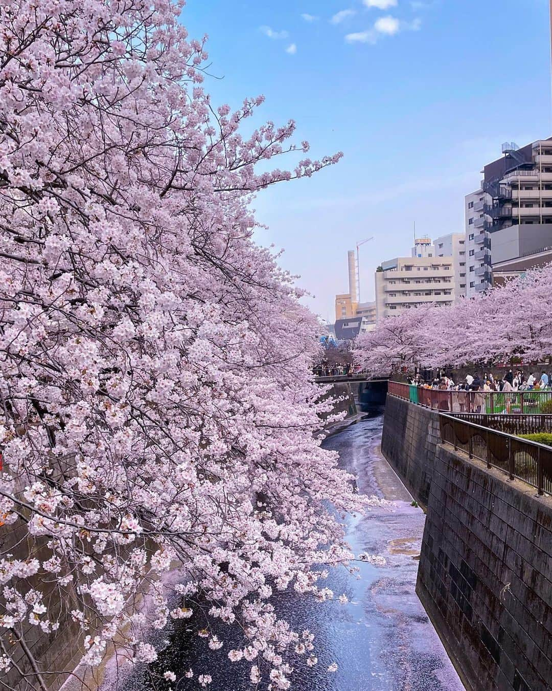 相良ましろさんのインスタグラム写真 - (相良ましろInstagram)「. . 華やかに咲いて、ぱっと散る そんな儚さがとても美しい。  . 桜が満開の時に行けてよかった！ 目黒川の桜とっても綺麗だったよ🤗💓  . #桜 #花見 #中目黒 #目黒川 #目黒川の桜 #🌸 #cherryblossom  #ショートカット #黒髪ショート #ビジョビ #女子力向上委員会 #女子力向上計画 #shorthair #cosplay #cosplayer #gravure #shortcut #shorthair #instagood  #instafashion #selfie #kawaiigirl #japanesegirl #model」4月1日 19時00分 - mashiro_sagara