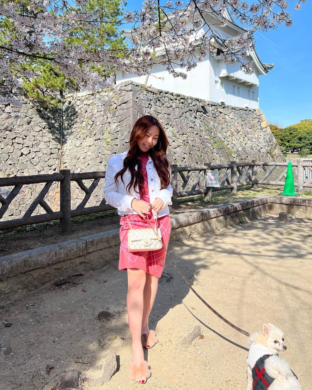 カリスマゆきちゃんのインスタグラム：「いつもたくさんの、いいね&保存 ありがとうございます💕 @charisma.yukichan  --------------------------------  📍名古屋城✨🏰  お花見してきたよ😊🌸🍡 今日から新年度スタート🌸  @charisma.yukichan  -------------------------------- #名古屋 #名城公園 #名古屋城 #お花見 #桜 #さくら #nagoya #meijopark #nagoyajyo #ohanami #sakura  #お散歩 #ポメラニアン」