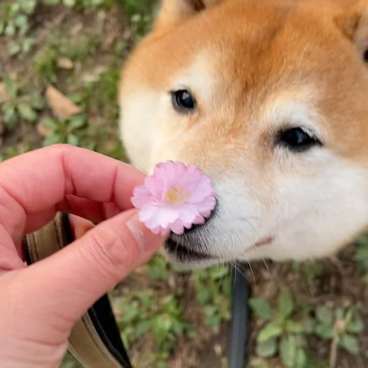 豆柴つむじくんのインスタグラム：「今日は枝垂れ桜と #豆柴 #柴犬 #시바견 #shiba #shibainu #shibastagram #shibalove #shibadog #つむじ #ここ柴部 #桜と犬」