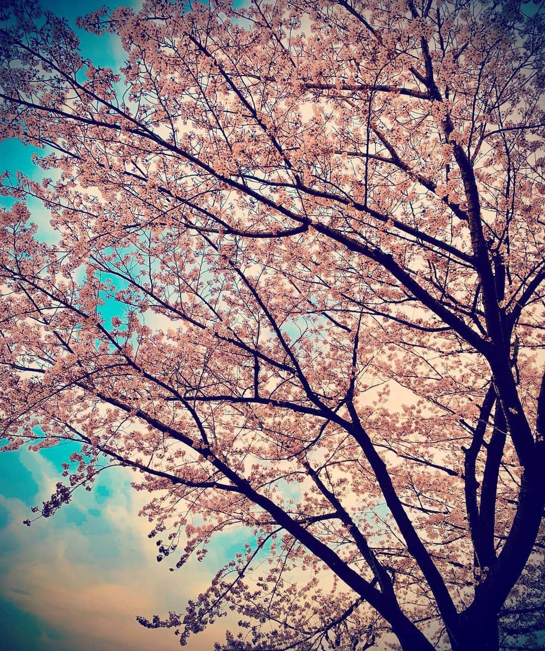 けいとさんのインスタグラム写真 - (けいとInstagram)「桜 #皆んな#頑張れ」4月1日 19時32分 - keito._.t