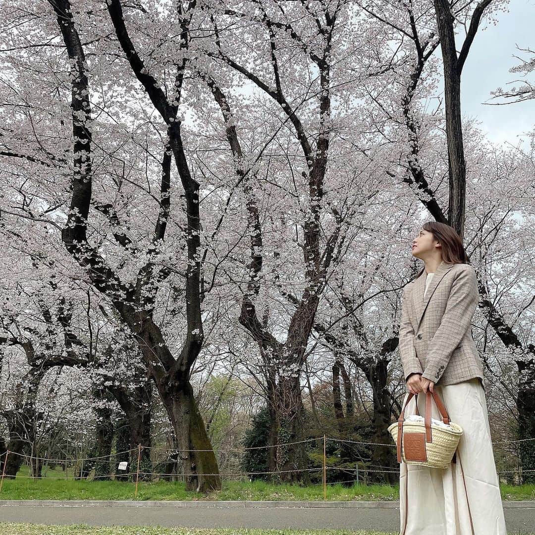 奥仲麻琴さんのインスタグラム写真 - (奥仲麻琴Instagram)「今年も綺麗でした🌸」4月1日 19時38分 - okunaka_makoto