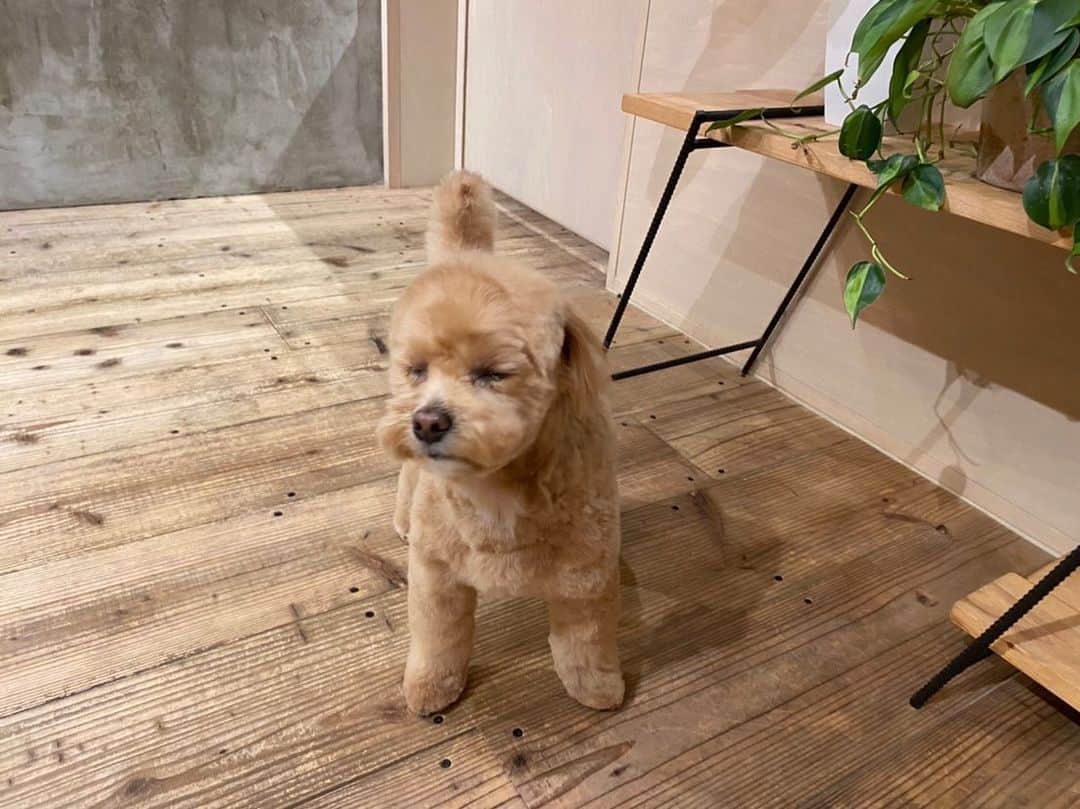 阿部朱梨のインスタグラム：「室内で謎の風を感じてるつくねさんで 新年度スタート❣️笑  今日撮影行ったら 前回つくね連れて撮影した時のカメアシさんが つくねの可愛さにやられてプードルお迎えしたって聞いてびっくりした一日でした🤣笑」