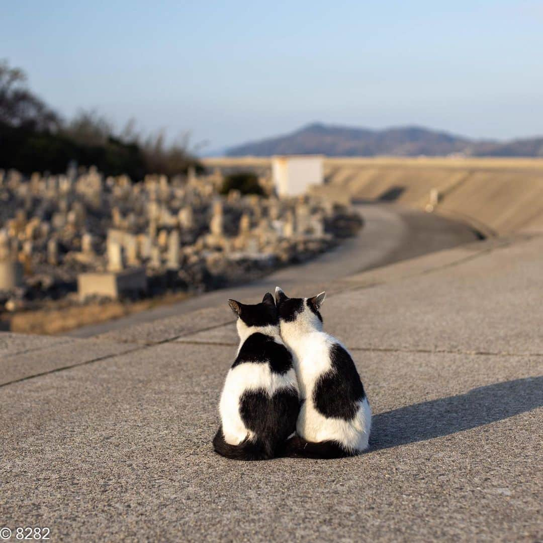 8282のインスタグラム：「寄り添うハート ・ ・ ・ #僕らの居場所は言わにゃいで #カワイイだけが猫じゃない #cat#animal#gato #ねこ#猫#東京カメラ部 #IGersJP#nekoclub#NEKOくらぶ #catlover#catloversclub #写真撮ってる人と繋がりたい ・ ☆非演出のススメ☆」