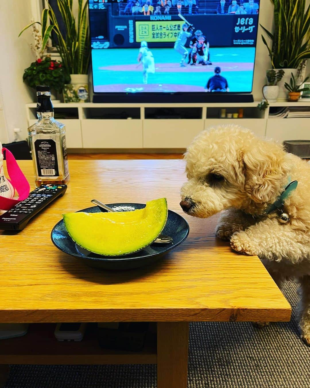 金村義明さんのインスタグラム写真 - (金村義明Instagram)「今夜は、東建男子プロ開幕戦、予選通過ならずで帰ってきた、三男坊の為奥さん、スタミナ晩飯！ ヘレステーキに、牡蠣バターソテー 京都　听のテールスープ、三男の好物ばかり、いしはらさん行く予定が、巨人阪神戦見たいから一緒に晩酌スタート！ 今夜は、早く寝て明日から5ヶ月振りの テレビ朝日、週刊ニュースリーダー生放送 今シーズンも宜しくお願い致します🤲」4月1日 19時43分 - yoshiaki_kanemura