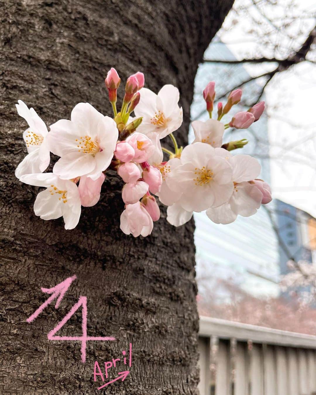 熊澤枝里子のインスタグラム：「今日から新年度ですね！ いつものノートに「4」という数字を書いたら、ふと右肩上がりでいい数字だな、と思いました😊🌸  桜は散りゆくけど、新芽は出てくるし芽吹きの季節です🌱」