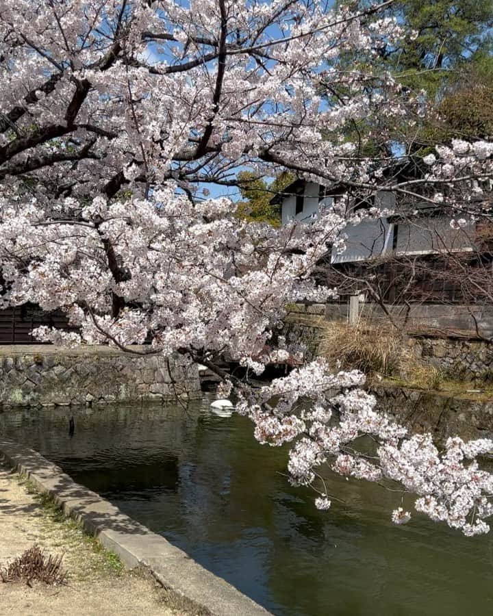 平井絵巳のインスタグラム：「昨日たまたま通った美観地区に桜が綺麗に咲いて思わずパシャリ🌸 今日はお天気だったので、また桜が見たくなって🌸 ２日続けて美観地区の桜巡り🌸🌸🌸 和みました😍  #Saisondescerisiers #kurashikibikanhistoricalquarter」